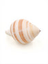 striped tonna shell
